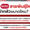 โควิดสายพันธุ์ใหม่ XBB.1.5 น่ากลัวขนาดไหน?