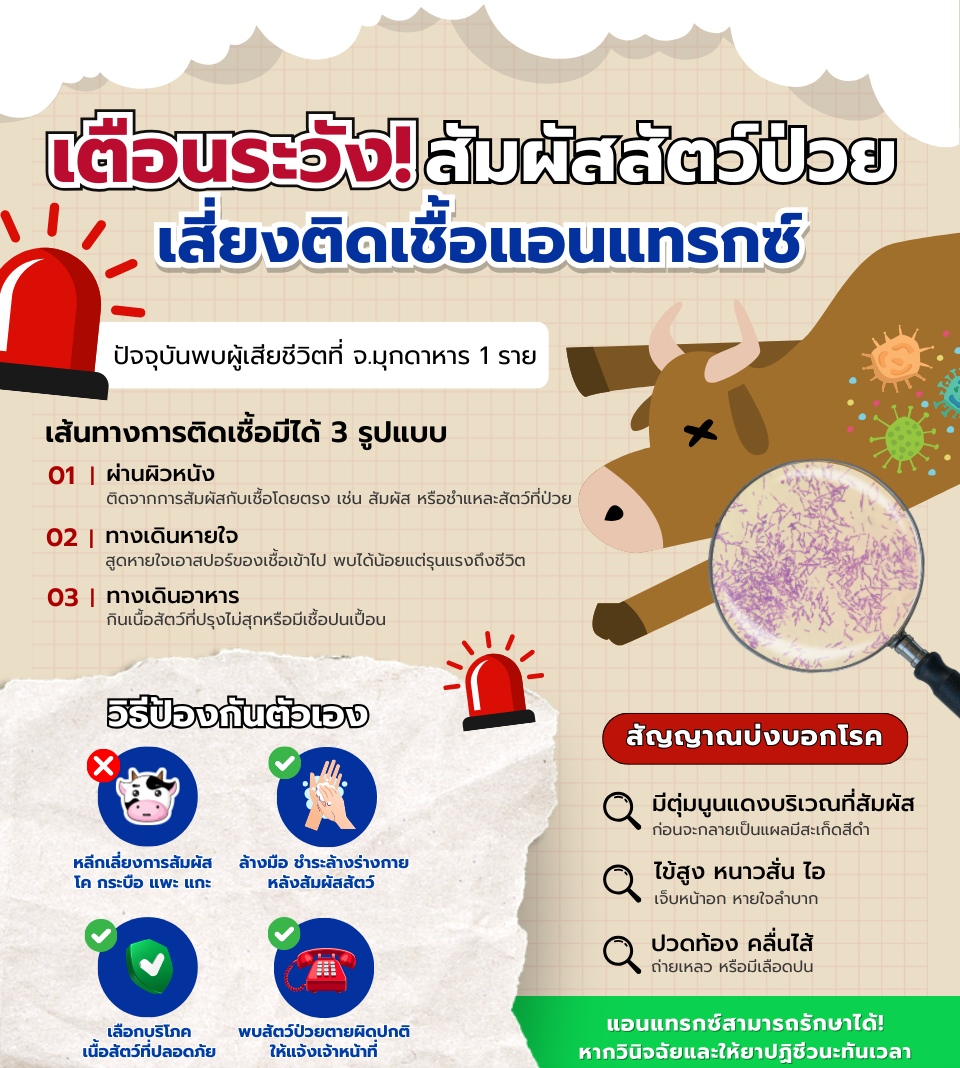 เตือนระวังสัมผัสสัตว์ป่วยเสี่ยงติดเชื้อแอนแทรกซ์.png